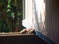 hermes-the-cat-001  KONICA MINOLTA DIGITAL CAMERA