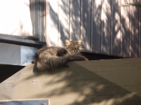 hermes-the-cat-012  KONICA MINOLTA DIGITAL CAMERA